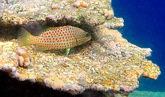 IMG_0749rf_Maldives_Madoogali_House reef_Merou elegant_Anyperodon leucogrammicus